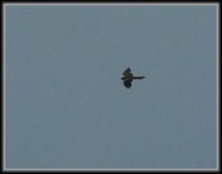 pw-2008-hoge-venen
