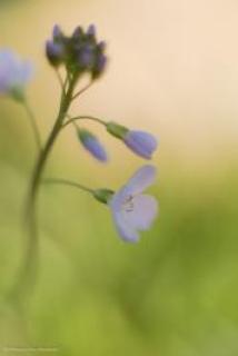 mvo-0000-reeks-bloemen