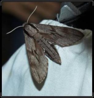 mm-2006-heidebos