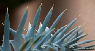 mm-2013-nationale-plantentuin
