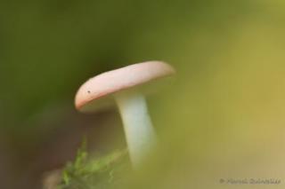 paddestoelen