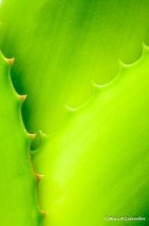 plantentuin