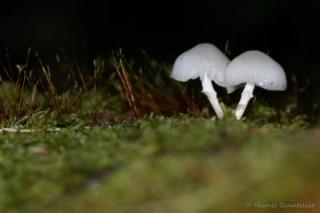 paddestoelen