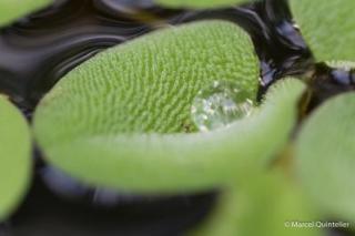 planten