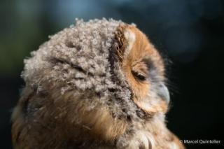 roofvogels