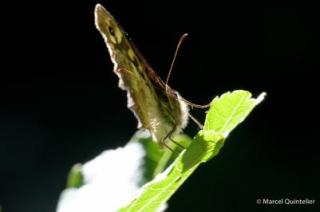 vlinders