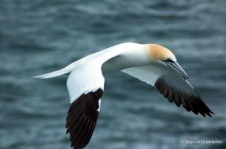 vogels